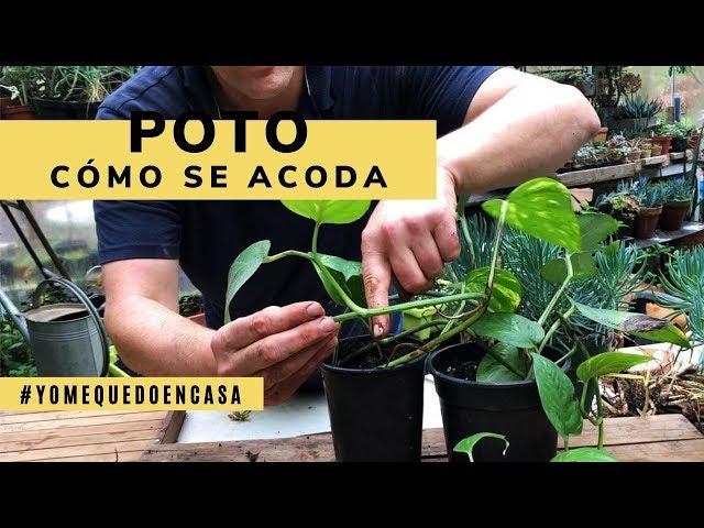 Cómo acodar una planta de poto en casa - Jardinatis #YoMeQuedoEnCasa