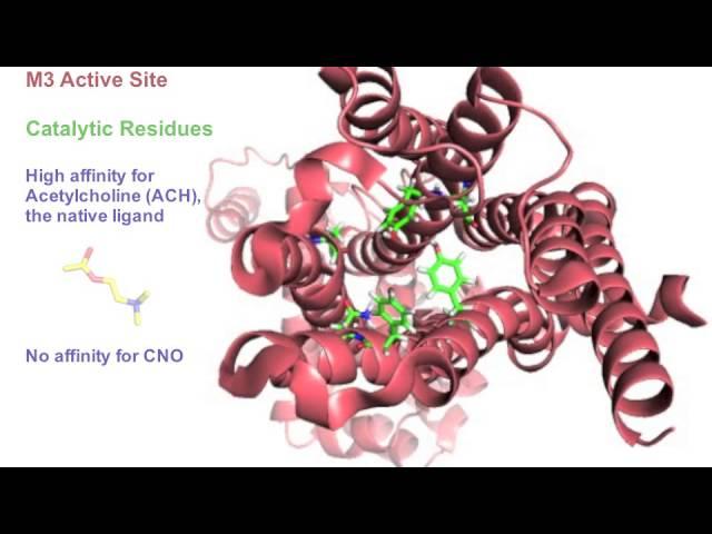 DREADDs: A Novel Method of Selectively Modulating Neuronal Activity