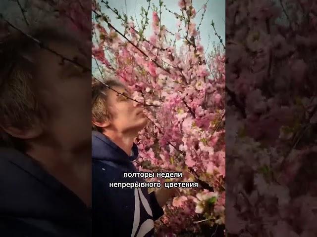 Красавец миндаль! #сад #садоводничество #дача #огород