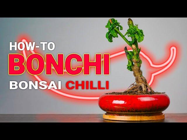 How to Make a Bonchi - Bonsai Chilli