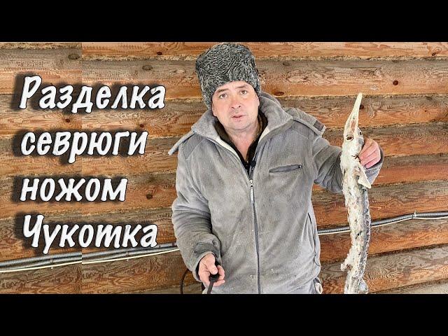 Разделка севрюги ножом Чукотка. Разделка осетрины.Русский Булат