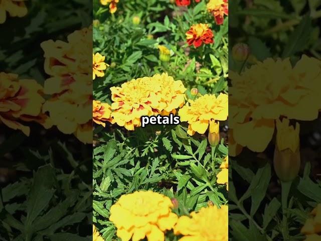 Plant This Flower Once And Bugs Will Never Come Back!