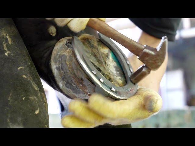 The process of replacing old horseshoe with new horseshoe without pain - Korean farrier team