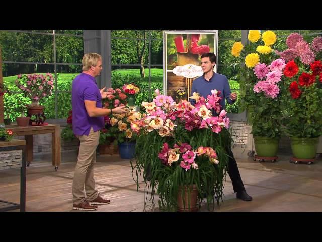 Roberta's 10pc. All Fragrant Re-Blooming Scentsational Daylilies with Rick Domeier