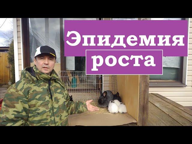 Смешиваю две породы КРОЛИКОВ  и РЕЗУЛЬТАТ превосходит все ожидания.