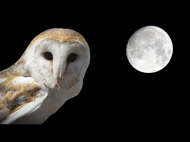 Owl Sounds - Barn Owl Screech and Hissing Sounds