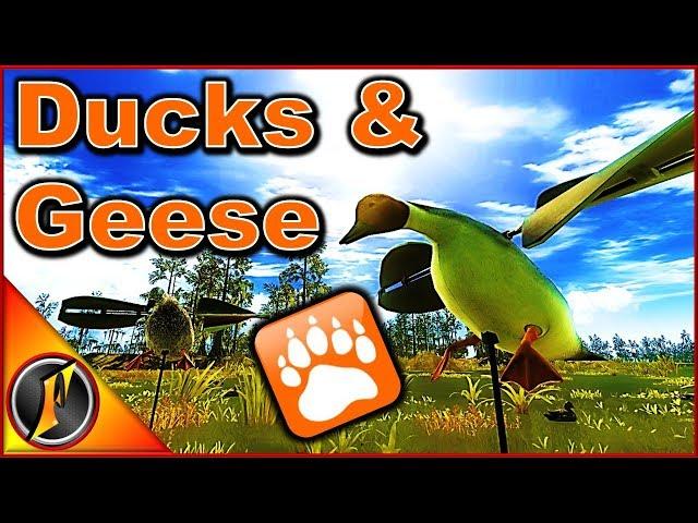 Duck & Goose Hunt | theHunter Classic 2018