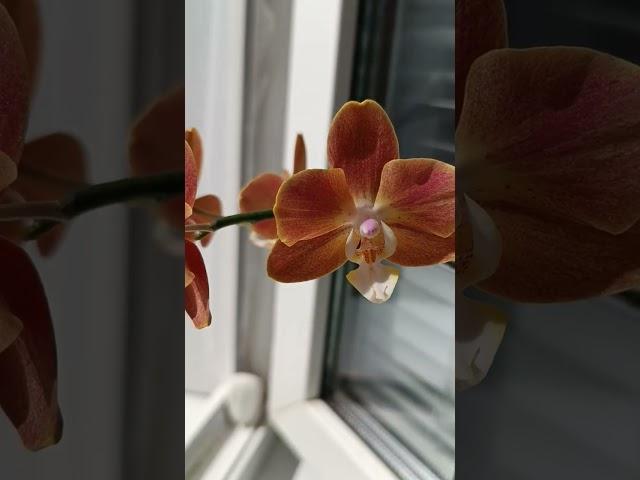 Доброе утро всем  #орхидеи #orchid #flowers #цветы #юмор