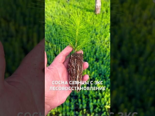 СЕЯНЦЫ СОСНА ЗКС ДЛЯ ЛЕСОВОССТАНОВЛЕНИЯ #сеянцы #саженцы #зкс #питомникрастений #хвойные #лес #2024