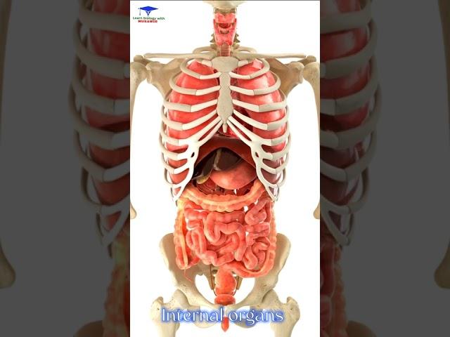 Human Internal organs 3D Animation  /// #organs #shoertsvideo