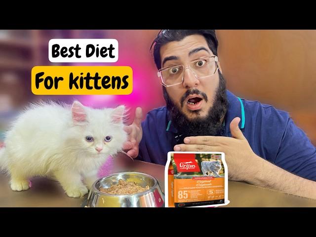 Best Food For Persian Kitten | Kitten Feeding Schedule | Kittens Diet Plan