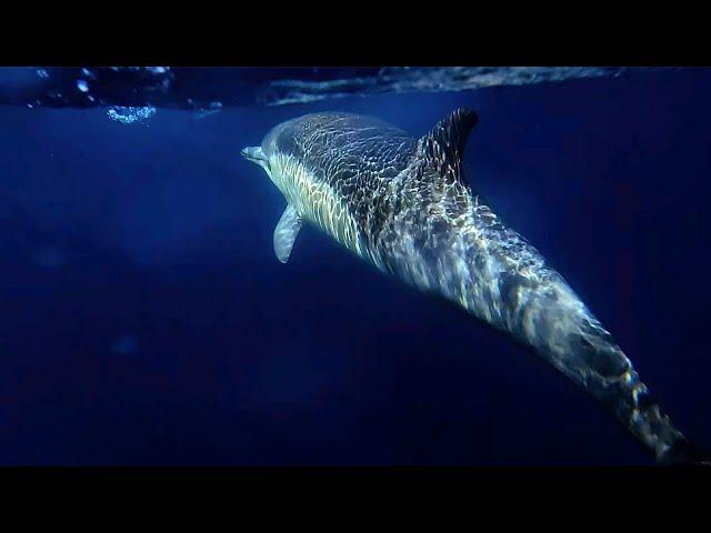 Short Beaked Common Dolphins