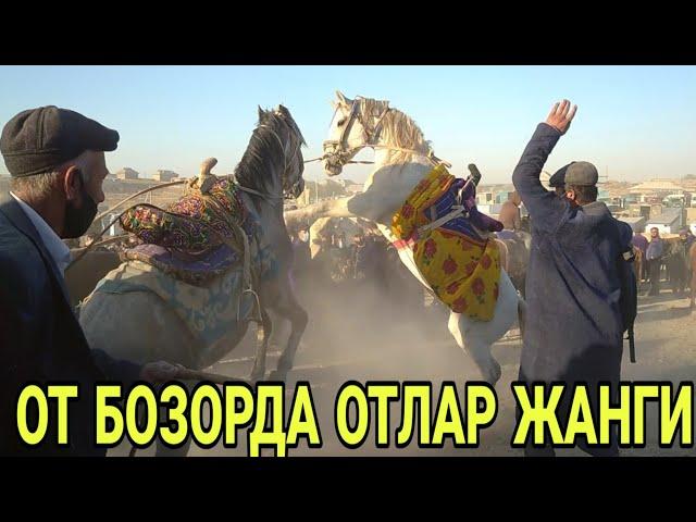 ЧИРОҚЧИ БОЗОРИДА ОТЛАР УРИШИ