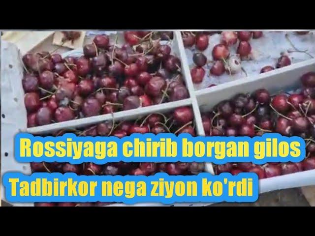 Export bolgan giloslar ahvoli... kimda ayb. Rassiyadan ko'rsatamiz