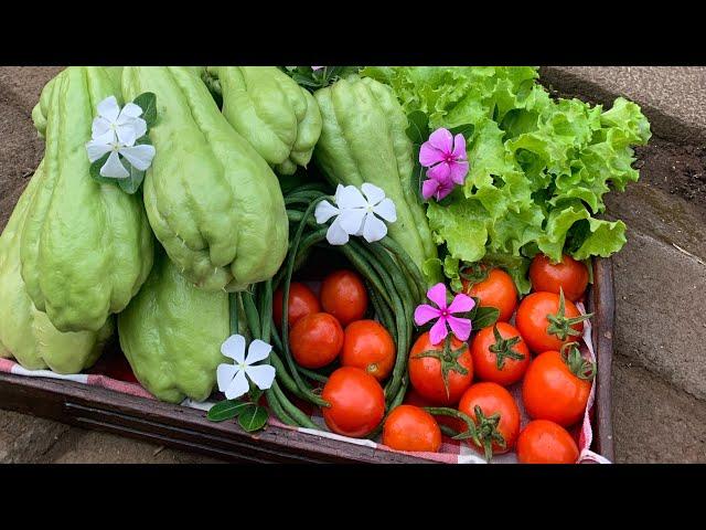 BERKEBUN DI RUMAH