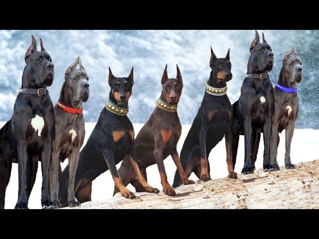 These Are 10 Most Majestic Dog Breeds