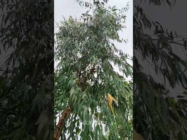 Эвкалипт. Eucalyptus.