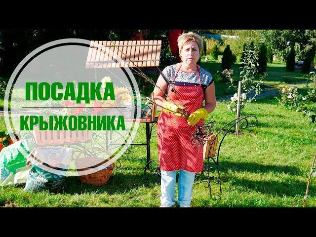 Посадка крыжовника осенью   размножение крыжовника Хитсад ТВ