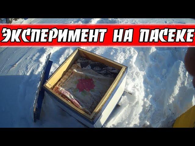 ЗИМОВКА БЕЗ УТЕПЛЕНИЯ \\ РАСЧИЩАЮ СНЕГ \\ МОЁ ПЧЕЛОВОДСТВО