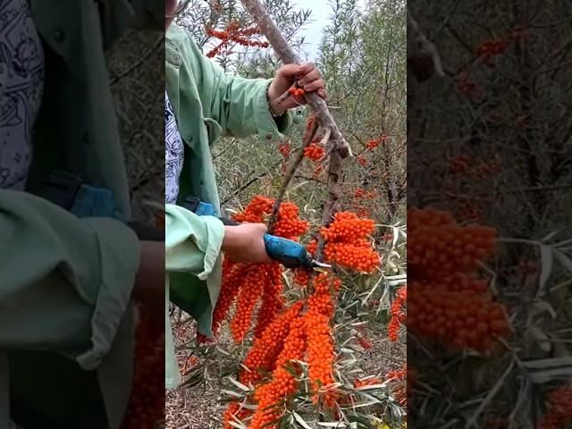 Sea Buckthorn Harvest #satisfying#shot