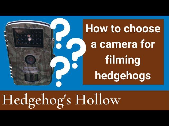  How to choose the right camera for filming hedgehogs in your garden | Hedgehog's Hollow