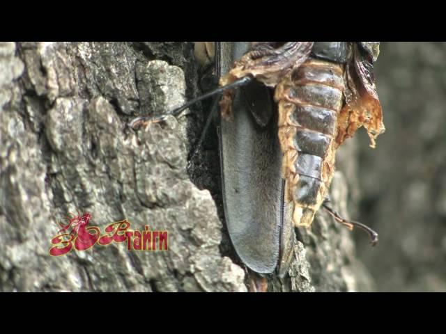 Усач реликтовый уссурийский (Callipogon relictus)