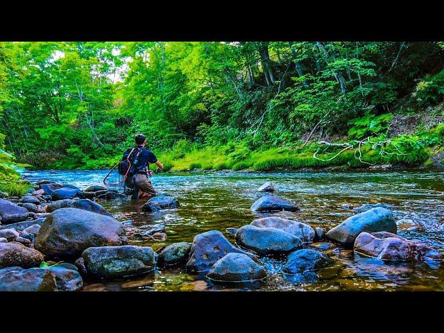 THE MOST BEAUTIFUL STREAM I HAVE EVER FISHED...WITH BIG FISH!!