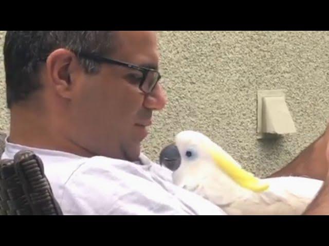 Rescue cockatoo is obsessed with dad, calls him papa