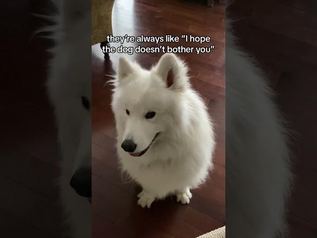 When you want a dog to bother you