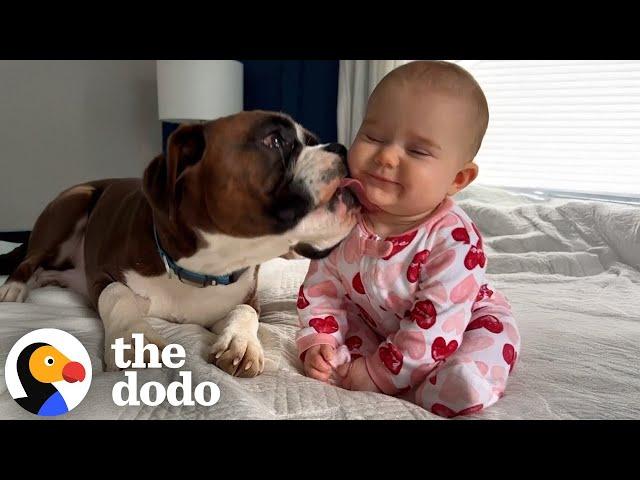 Boxers Jump On Their Sisters Crib To Greet Her Every Morning | The Dodo