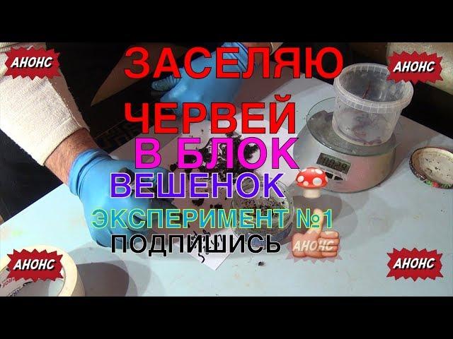 101А→С.2 ЗАСЕЛЯЮ ЧЕРВЕЙ В БЛОК ВЕШЕНОК  ЭКСПЕРИМЕНТ №1