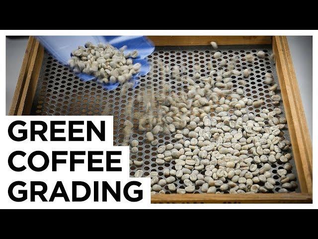 Green Coffee Grading | European Coffee Trip x DRWakefield