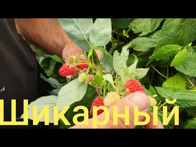 Шикарный Итальянский сорт ремонтантной малины. The best Italian variety of remont raspberries!!!