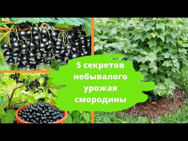 5 секретов небывалого урожая смородины