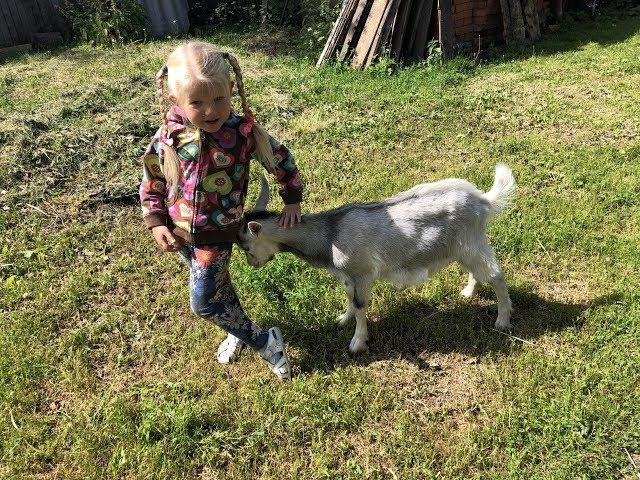 Girl wrestles baby goat//Аленушка и братец Иванушка/ Эмилюша играет с веселым козликом в бодалки