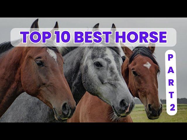 Top 10 Best & Beautiful Horse to See in The World