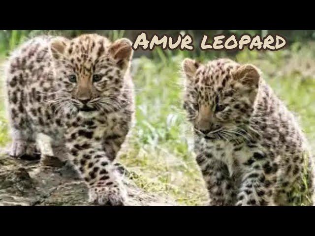 Mysterious Amur Leopard: Revealing Rare Secrets