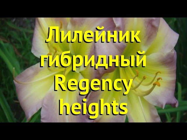 Лилейник гибридный Редженси Хейхтс. Краткий обзор, описание hemerocallis Regency heights