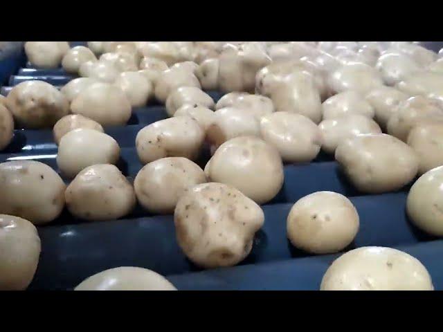 Potato rickrolling