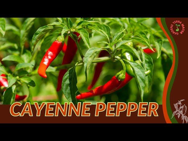 CAYENNE PEPPER Information and Growing Tips! (