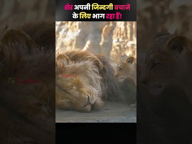The lion is fighting to save his life! by The Explainer