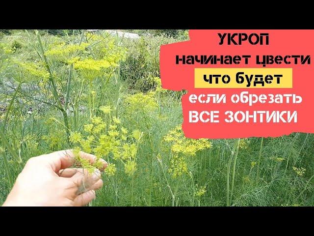 Укроп начинает цвести / Что будет, если обрезать все соцветия (зонтики)? / Огород дяди Вовы