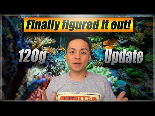 120g SPS Reef Aquarium Update