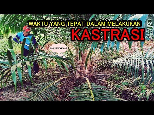 WAKTU YANG TEPAT DALAM MELAKUKAN KASTRASI PADA TANAMAN KELAPA SAWIT BELUM MENGHASILKAN (TBM)