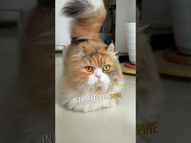 The Truth About Munchkin Cats’ Short Legs
