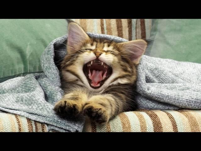 Funny and cute cat compilation.Most beautiful cats in the world.