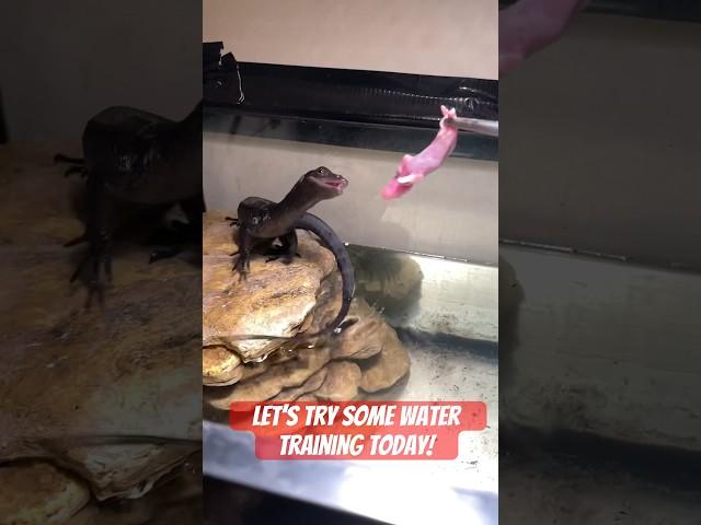 Lizard dives for food! #asianwatermonitor #reptile #petreptile