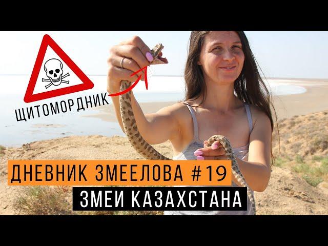 Поймали ядовитого ЩИТОМОРДНИКА в Казахстане! / Дневник Змеелова 19 / Змеелов - ученый