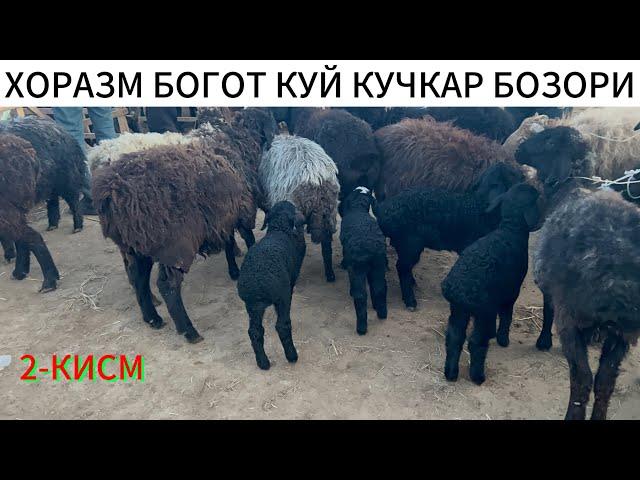 2-КИСМ КУЙ КУЧКАР БОЗОР НАРХЛАРИ ХОРАЗМ БОГОТ 05 03 25г