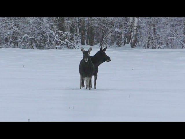 Hunting for elk, deer and wild boar. The beast's performance is the best of the season.